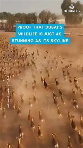 Dubai’s wildlife? Underrated ✨ 🎥: salmansheeran / TikTok #gulfmoments #dubai #gazelle #wildlife #uae #unitedarabemirates | GulfMoments