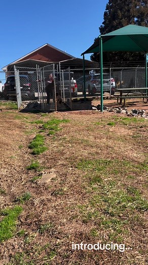 4.2K views · 98 reactions | One thing about Pugsley.. this boy loves...