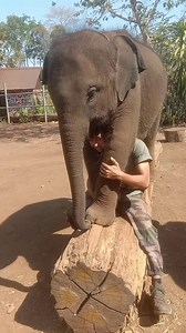 Câlin ! | Airavata Elephant Foundation