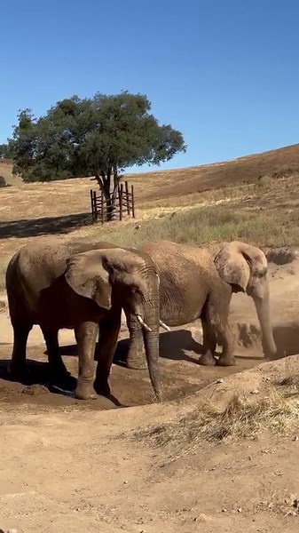 23K views · 3.3K reactions | Every day after their bath, African #elephants Thika (44) and her BFF Mara (44), head to their favorite mud hole for their morning dust & mud ritual. As you can see, they like to apply their "sunscreen" quite liberaly to protect themselves from the hot sun and biting insects. It's also a great social activity that they enjoy together. #elephantsanctuary #sunscreen #mudbath | Performing Animal Welfare Society - PAWS | Facebook