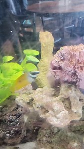 Guava Beach Bar & Grill on Reels