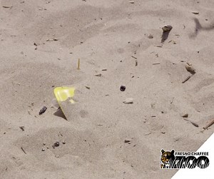 1.3K views · 52 reactions | Today is California Coastal Cleanup Day!...