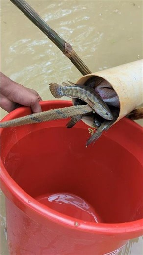 Unique Challenge fishing video, with plastic pipe in pond#pipe_fishing