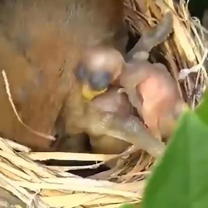 Howling Birds Are The Most Evil Birds | Animals Kingdom