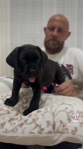 Cane corso pups available 1 Blue female 1 Brindle male | Kingdom Kennels