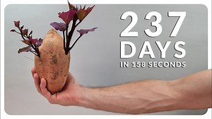 Sweet potato transformation magic