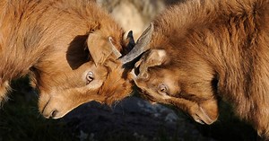 How to Milk a Nigerian Dwarf Goat Easy Step by Step Guide | Farming Base