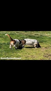 Noses to the ground.. #bassetsofwv #bassethoundcommunity #europeanbassethounds #bassetbottombassets #bassethound #dogsofinstagram #bassethoundmoments #bassetsofinstagram #bassethoundsofinstagram #bassethoundlife #smellgood | Basset Bottom Bassets