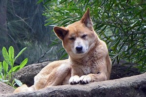 Dingo (Canis Lupus Dingo) | Utrolige fakta | Ekolss - Dyr