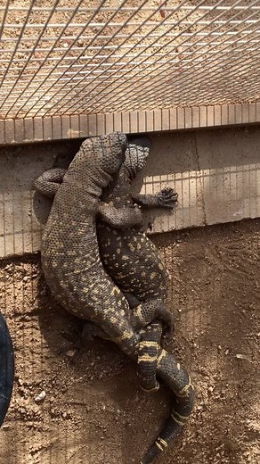 We’re hoping for baby Mexican Beaded Lizards this season 🤞💕 . #herpetology #reptiles #zoo | Phoenix Herpetological Sanctuary