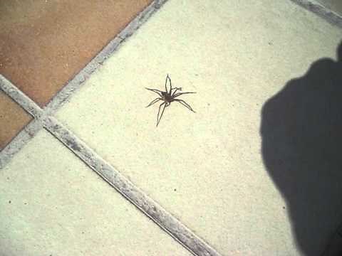 The Fastest Spider In The World!