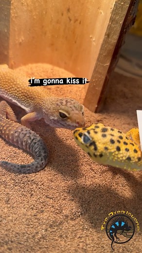 292K views · 2.4K reactions | We weren't expecting this cute of a reaction from this leopard gecko to seeing this very realistic leopard gecko toy! 殺 Fun fact: the reason why it was giving the toy "kisses" was it was actually trying to smell it. #cutevideo #cuteanimals #cutepets #gecko #lizard #mondaymood #mondayvibes #reaction #reactionvideo #cute #toocute #kiss | The Tye-Dyed Iguana | Facebook