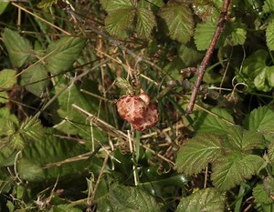 Oak Gall Wasp, Bevan’s Lane, Sebastopol, Pontypool 17 April 2022