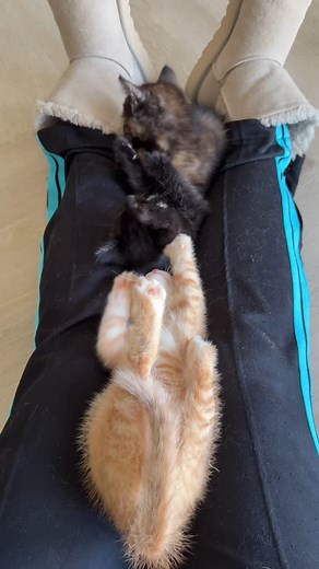 ... IT’ᔕ ᖇᗩᑕIᑎG ᗯEEKEᑎᗪ 🏎 🇬🇧 An extra day off. That’s nice!. Then we can play on Foster Mom’s lap. ─────🖤🤍───── 🇳🇱 Een extra dagje vrij. Dat is fijn!. Dan kunnen wij lekker bij Pleegmama op schoot spelen. ~ The Fox & The Hound ~ ─────🖤🤍───── 💜 Wil je helpen? LINK IN BIO 💜 ⚠️ Status: 8 weken oud. Nog niet te reserveren . Wil je op de wachtlijst voor toekomstige kittens? Mail naar pleegkitten@gmail.com © 2025 @pleegkittens ★ Like it? Save it, share it! Please tag me for credits 💜 ★ Do 