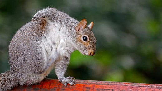 Texas holds first ever Fat Squirrel Week, crowns 'Chunkosaurus Rex' champion