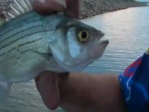 Bass Fishing Lake O.H. Ivie, TX