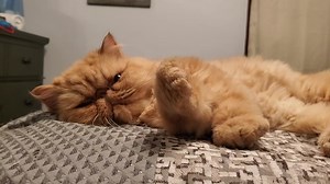 216 reactions · 16 shares | Wilford Brimley & Crew on Reels | Facebook