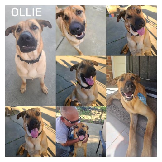 Our sweet dancing dude, Ollie is trying so hard to find his forever home. Ollie has survived tremendously horrific abuse and came out with his nature sweeter than cherry pie. Loving, fun and goofy this dynamic fella deserves a soft couch with trasht TV and gently belly scratches for the rest of his days. Ollie is only 2 years old and has so much love to give, he loves all people when in all reality he shouldn't. If you think Ollie might be a good fit for you, please email us at : crashfundinc@gm