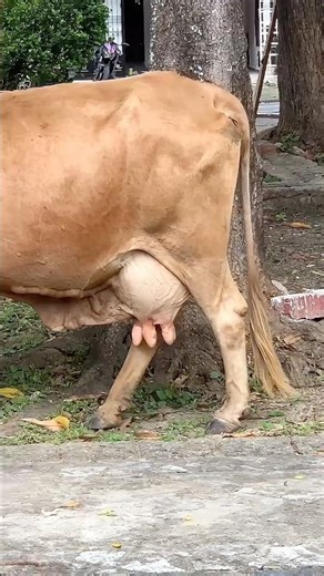 This cow's udder became inflamed from eating mangoes 🥭
