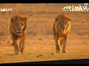 Africa's Hunters - Kings Of Nsefu | Wild Animals TV