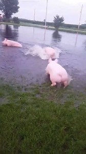 Vegan Athletes Colombia on Reels