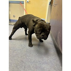 Goleta, CA - French Bulldog. Meet BAM BAM a Pet for Adoption - AdoptaPet.com