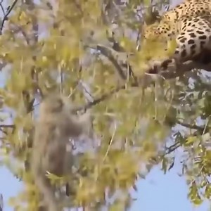 Leopard Attack Monkey On The Tree. Amazing Lion, Jaguar, Leopard, Tiger Climb Up Tree! | Wild Nature