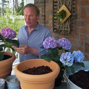 When it comes to the color of hydrangea blooms, the secret is in the soil! Check these out on HSN here: https://bit.ly/2DROFtE | P. Allen Smith