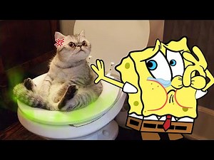 Eww !! Cat Farts is So Annoying Spongebob 😾🐶 Spongebob in Real Life ! Funniest Cats And Dogs Video