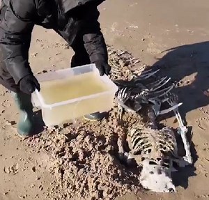 Huge mermaid skeleton found on a beach! | Green Bean