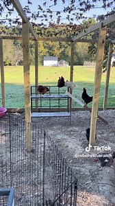🐓🤣❤️ Check out my cousin's roosters at her rescue! The veteran rooster is trying to teach the young one how to cock-a-doodle-doo!! How incredibly cute! Rebel Rescue Ranch | Psychic Medium Laura Lynn