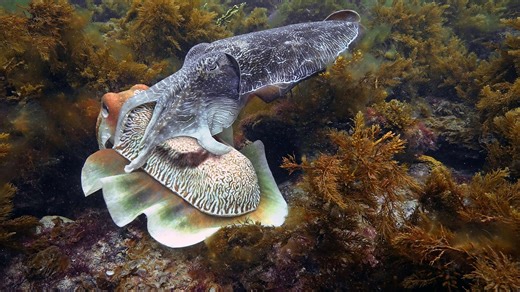 Why Do Cuttlefish Change Color? | Nature