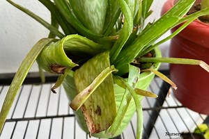 Why Is My Aloe Vera Plant Drooping? (Causes+How To Fix)