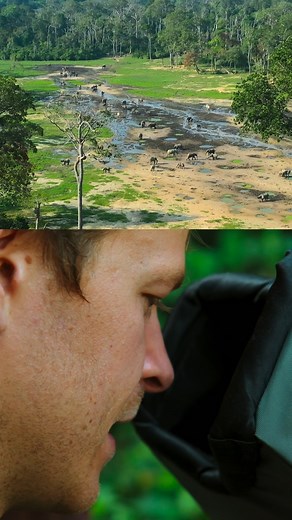 On #NationalElephantAppreciationDay, we're taking a moment to celebrate these African forest elephants — they really are incredible from every angle! Learn more about these amazing animals in #AnimalsUpClose with @Bertie Gregory, now streaming on Disney . | National Geographic TV