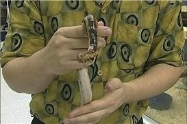 Watch Blood Python Behavior on Amazon Live