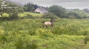 25K views · 380 reactions | Look at this little man for a hot stepper Silver Shadow the Connemara Stallion Colt Foal strutting his stuff. Will be looking for a new home upon weaning. Dam is a granddaughter of I Love You Melody. #silvershadowprogeny #silvershadowstallion #silvershadow #coltfoal Priscilla Diamond | Diamond's Equine Renvyle - The Connemara Pony National Stud | Facebook