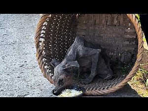 Skeleton stray dog ​​who survives by eating garbage breaks down and cries after finding no food
