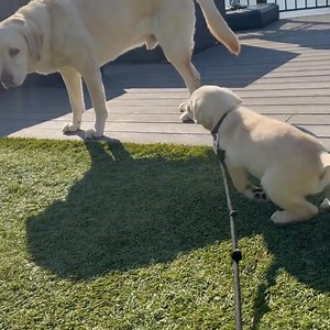 Adoption open for healthy Labrador puppies and adults! All dogs are vaccinated, dewormed, and vet-checked. 📍 Pickup, meetup, or delivery available. 💌 DM your preferred location for details. #LabradorAdoption #HealthyPets #ForeverHome #DogRescue #Phoenix #Dallas #Seattle #Atlanta #SanJoseInternet | Free rescue Dogs and puppies for adoption