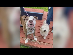 Virginia Beach animal shelter at capacity, seeking pet adoptions