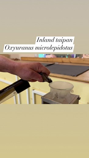 44K views · 456 reactions | Kentucky Reptile Zoo on Reels | Facebook