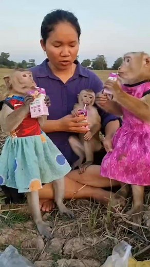 Baby monkey sit eat milk 🥛❤️ | YaYa Note