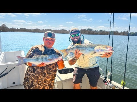 How To Catch Striped Bass at Your Local Lake! Catch & Cook
