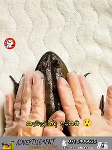 150K views · 521 reactions | ‍ #Follow_me  #Pando | ＰＡＮＤＯ | Facebook