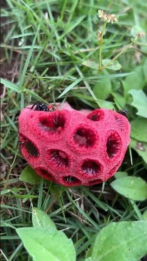 Clathrus Ruber aka John Crow Blow Nose