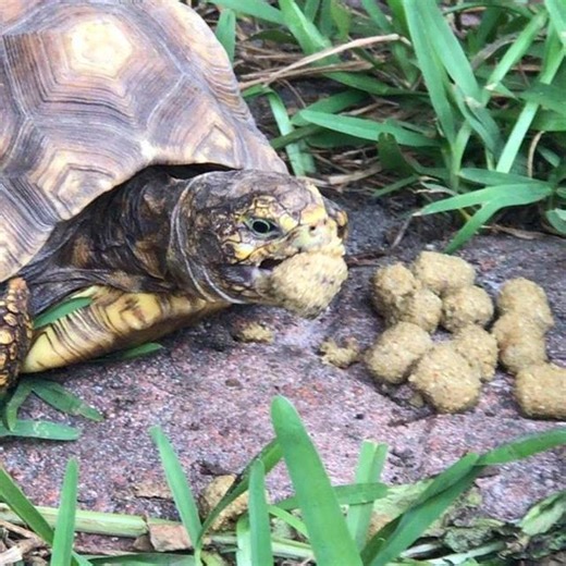 Hypo redfoot tortoise shoveling down mazuri tortoise chow all my tortoises get fed mazuri once a week as part of the diet! #tortoises #tortoise #redfoottortoise #redfoot #redfootedtortoise #redfooted #tortoiseofinstagram #tortoiselove #tortoiselovers #tortoisefood #tortoiselife #tortoisegram #blakesreptiles #blakesexoticanimalranch #babytortoise #tortoisepose #tortoises #🐢#🐢蜜 | Blake's Exotic Animal Ranch
