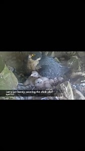 Happy #FalconFriday from Alcatraz! Our four peregrine falcon chicks are reaching peak cuteness! Peregrine falcon chicks weigh just 1.5 ounces when they hatch, and reach full adult size-on average 35 ounces- in 35-42 days! Enjoy this series of clips from this week, and see how much larger they’ve grown in just one week! #FindYourPark #EncuentraTuParque #FalconFridays #PeregrineFalcon Video Description: Video opens on a very fluffy, white pile of four peregrine falcon chicks in their nest on a dar