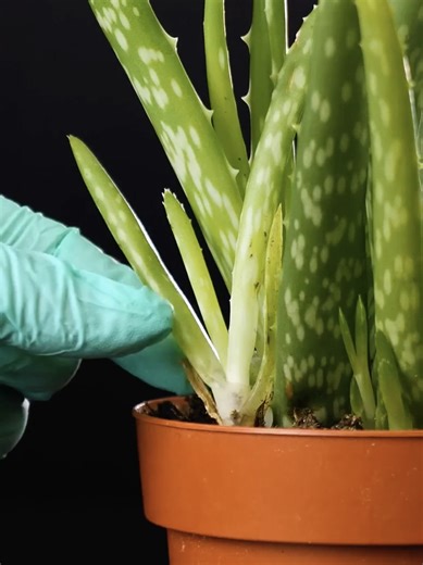 86K views · 117 reactions | Easy gardening hacks to grow your plants | 5-Minute Crafts Teens | Facebook