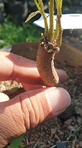 Strap Grafting in durian tree #strapgrafting #duriangrafting #sambungpucukdurian #topworkingdurian #seedlingsdurian #gardening #durianscion #graftingtechnical #graftingtehniques #methodgrafting #graftingtips | Lombok Grafting