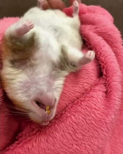 Exhausted hamster literally falls asleep in owner's hand