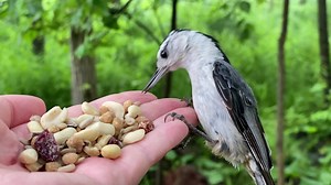 A male White-breasted Nuthatch enjoys a couple of sunflower seeds before grabbing a peanut to go. | Jocelyn Anderson Photography